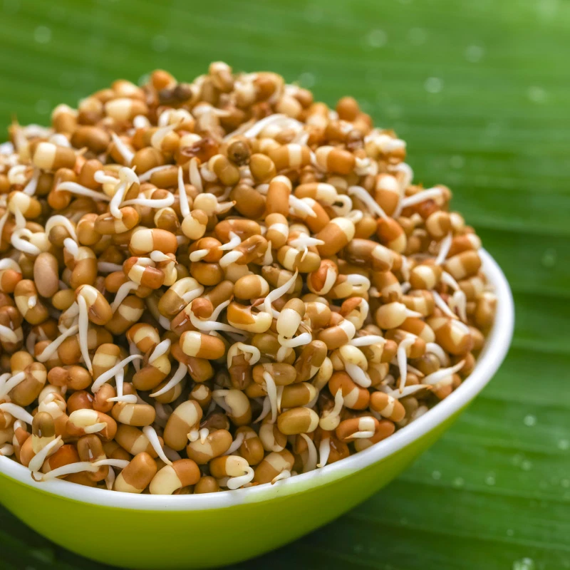 20 Seeds Stunning Mat Bean White Organic Matki Vigna Aconitifolia Planting - $224.35 MXN