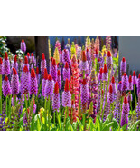 20 Orchid Primrose Primula Vialii Red Hot Poker   - £13.76 GBP