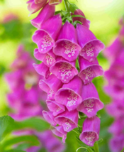 Purple Foxglove Flowers 100 Seeds, Home Garden Digitalis Plant Balcony D... - $11.35