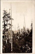 RPPC Skeleton Trees Beautiful Lake in Distance c1910 Real Photo Postcard I27 - £10.21 GBP
