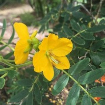 Senna Multiglandulosa Downy Senna Buttercup Bush Glandular Senna 10 Seeds Seeds  - £16.88 GBP