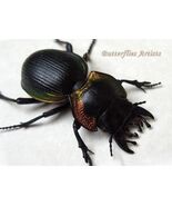 Mouhotia Gloriosa Planipennis Red RARE Real Beetle Framed Entomology Sha... - $2,182.94 MXN