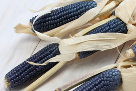 Grow In US 50 Blue Hopi Corn Seeds Native American Zea Mays Fresh For Your Garde - £8.06 GBP