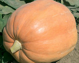 10 Mammoth Gold Giant Pumpkin Seeds Heirloom Organic Non Gmo 4060 Lbs Fa... - $8.99