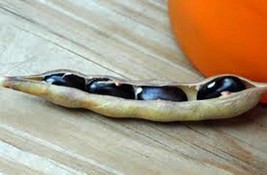 BEAN SEED, BLACK VALENTINE,HEIRLOOM, ORGANIC 100+ SEEDS, NON GMO, BEANS - £5.46 GBP