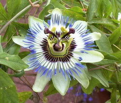 Garden Store 10 Seeds Blue Crown Passion Flower Vine Passiflora CaeruleaA - $9.50