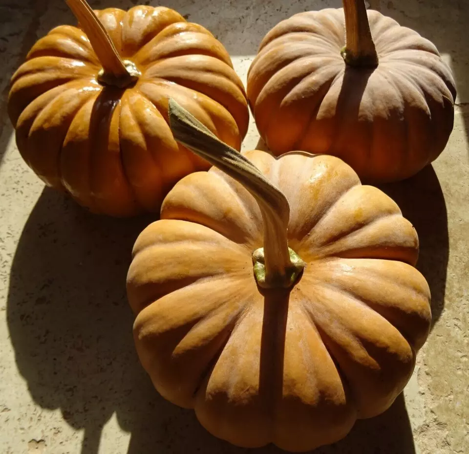 PSStore Seminole Pumpkin Cucurbita Moschata 15 Organic Vegetable Seeds - $9.67