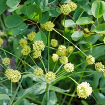 Top USA Seller Indian Consumption Plant Seeds Lomatium Dissectum Packet Of 5 See - £14.18 GBP