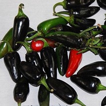 Purple Jalapeno Pepper Seeds 5 Seeds Usa Fast Shipping - £24.67 GBP