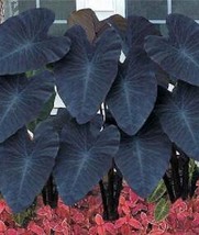 USA SELLER 100Pcs Giant Elephant Ear Seeds Dark Green Color Fresh Seeds - $14.26