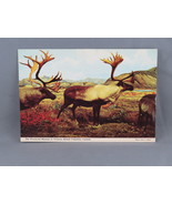 Vintage Postcard - Caribou BC Provincial Museum Victoria - Alex Wilson P... - $20.37 CAD