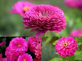 301+ROSE ZINNIA Summer Garden Flowering Annual Big Cut Flowers Seeds Fast Easy - £10.39 GBP