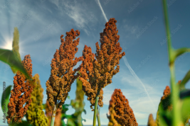 90 Seeds Sorghum, MULTI-COLORED Upright Fast Growing 7-12&#39; Tall - £10.03 GBP