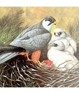Hobby With Chicks Art Print Color Plate Birds Of Prey Vintage Nature 197... - $48.54 CAD