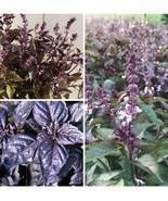 BRN Basil Variety Amethyst Dark Opal Aromatto 50 Seeds For Each Variety ... - $21.62