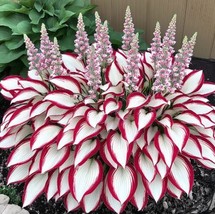 the enchanting hosta Beautiful Hosta Flower Indoor or Outdoor - $1.71 CAD