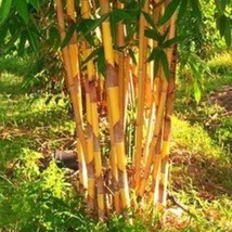 50Pcs Bamboo Seeds Plants Golden Color Phyllostachys Pubescens Moso #512... - $14.90