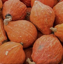 20+Golden Hubbard Winter Squash Seeds~Non Gmo Open Pollinated - $6.00