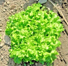 Shipped From Us 1,200+GREEN Ice Lettuce Organic Non-GMO Seeds, CB08 - £13.63 GBP