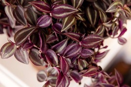 5 Cuttings Tradescantia zebrina &#39;Violet&#39; Wandering Dude House Plant - £19.16 GBP