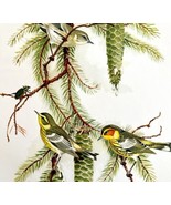 Cape May American Warblers 1957 Lithograph Bird Print John H Dick DWDD5 - £39.50 GBP