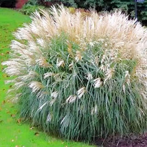 Miscanthus sinensis Early Hybrids - $1.95