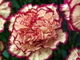 100 Yellow Red Carnation Seeds Dianthus Flowers Seed Flower Perennial 224 - $8.35