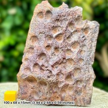 Rare Leidyosuchus Dermal Armor Body Plate Crocodile Fossil - Hell Creek - $189.61