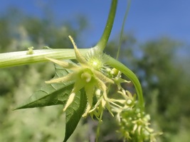 Echinocystis Lobata Wild Cucumber 5 Seeds for Planting - Annual Vine - Fragrant  - £13.47 GBP