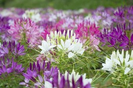 100 Purple Pink White Spider Seeds Clome Spinosa Perennial Fresh Garden - $8.98
