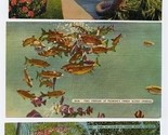 5 Cypress Gardens Florida Linen Postcards - $11.88