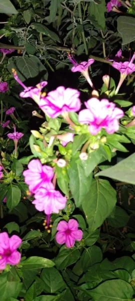 Fresh Four O’Clock Pink White Flowers 150 Seeds 4&#39;-5&#39;Ft Attracts Butterf... - $10.98
