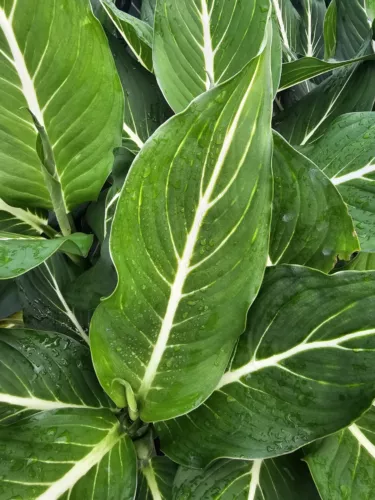 US Seller Rare Green Aglaonema Live Plant 10 To 12 Inches Tall In 4 Inch... - $18.98