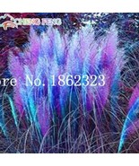 300PCS Pampas Grass Seeds Purplish Red Ornamental Plants - $7.98