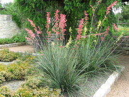 Texas Red Yucca, Hesperaloe Parviflora, Easy, Tough Glowing Color - £16.51 GBP