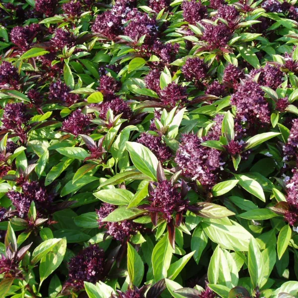 Siam Queen Basil Seeds 200+ Herb Ocimum Thyrsiflora Thai Asian Fresh Garden - £5.01 GBP