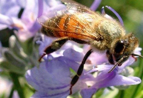 phacelia tanacetifolia seeds - 500 seeds - code 265 -fakeloti -lacy phacelia see Item image 2
