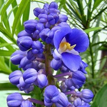 5 HAWAIIAN BLUE GINGER PLANT ROOTS ~ GROW HAWAII - $84.88