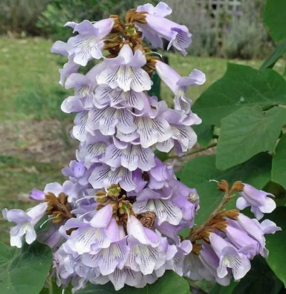 Paulownia Fortunei Dragon Tree Fortunes Empress Sapphire 100 Seeds Garden - £17.50 GBP