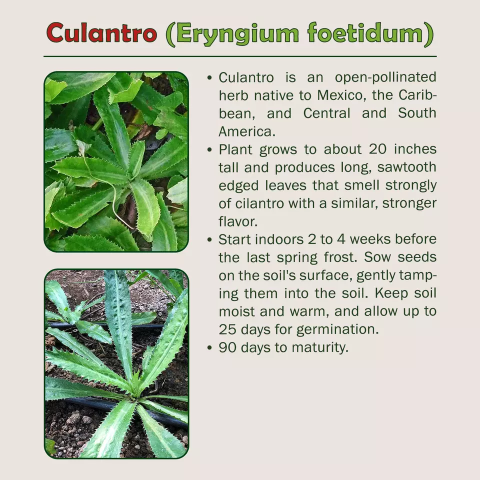 500+ Culantro Seeds Mexican Coriander - $9.23