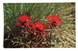 Wyoming State Flower Indian Paint Brush Eric J Seaich Co WY UNP Postcard - $9.99