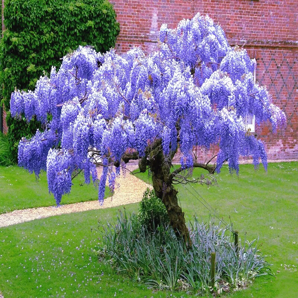 TKBONStore Chinese Blue Wisteria sinensis Tree Fast Climber 5 Seeds - £13.27 GBP