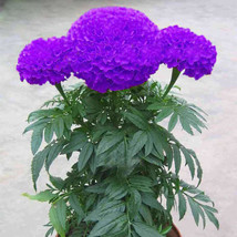 100 Purple Blue Marigold Seeds Home Edible Flower Seed Potted Plant Garden USA S - £8.06 GBP