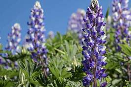Arroyo Lupine Seeds, Lupinus succulentus, 24-48 Inches Tall, Purple-Blue... - $4.99+