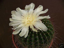 Parodia Shumanniana @ exotic rare outdoor cactus notocactus cacti seed 300 SEEDS - £14.94 GBP