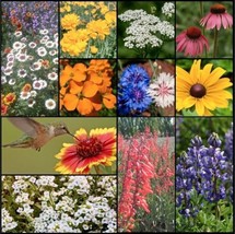 1500 Wildflower Mix Hummingbird Butterfly Seeds Perennials Annuals Fresh Garden - £10.96 GBP