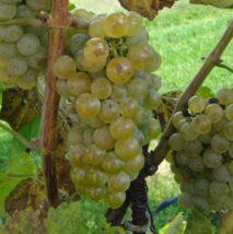 ALVARINHO Seedless Grape Vine - 1 Bare Root Live Plant Buy 4 get 1 free! - £22.54 GBP+