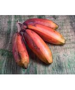 1 Live Plant Cuban Red Banana Fruit Tree For Garden - $54.00