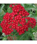 Red Yarrow Seeds, Rubra, Easy Grow Perennial, Herb, Butterflies, FREE SH... - $3.33 CAD+