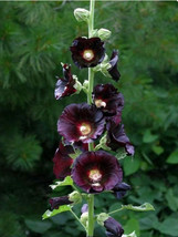 VP Hollyhock Flower Seeds Black / Alcea Rosea Nigra / 60 Seeds / Best Seller / T - £5.05 GBP